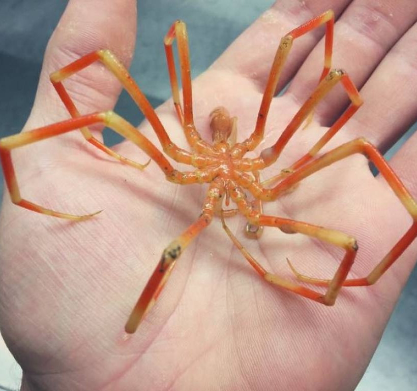 Ανατριχίλα! Ψάρεψε τα πιο τρομακτικά και αλλόκοτα πλάσματα που ζουν στον ωκεανό (photos)