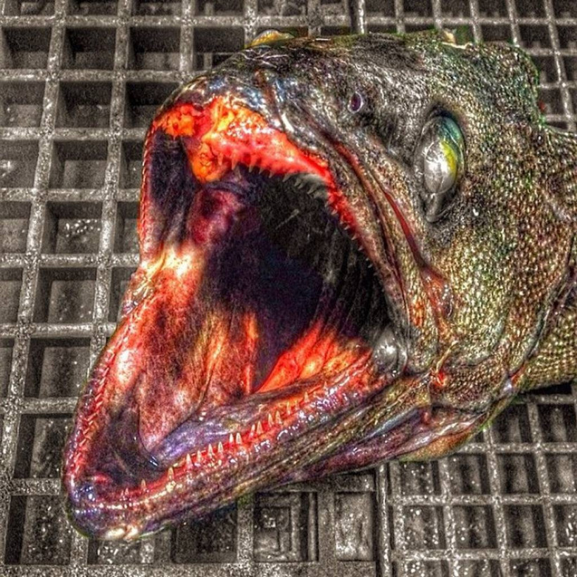 Ανατριχίλα! Ψάρεψε τα πιο τρομακτικά και αλλόκοτα πλάσματα που ζουν στον ωκεανό (photos)