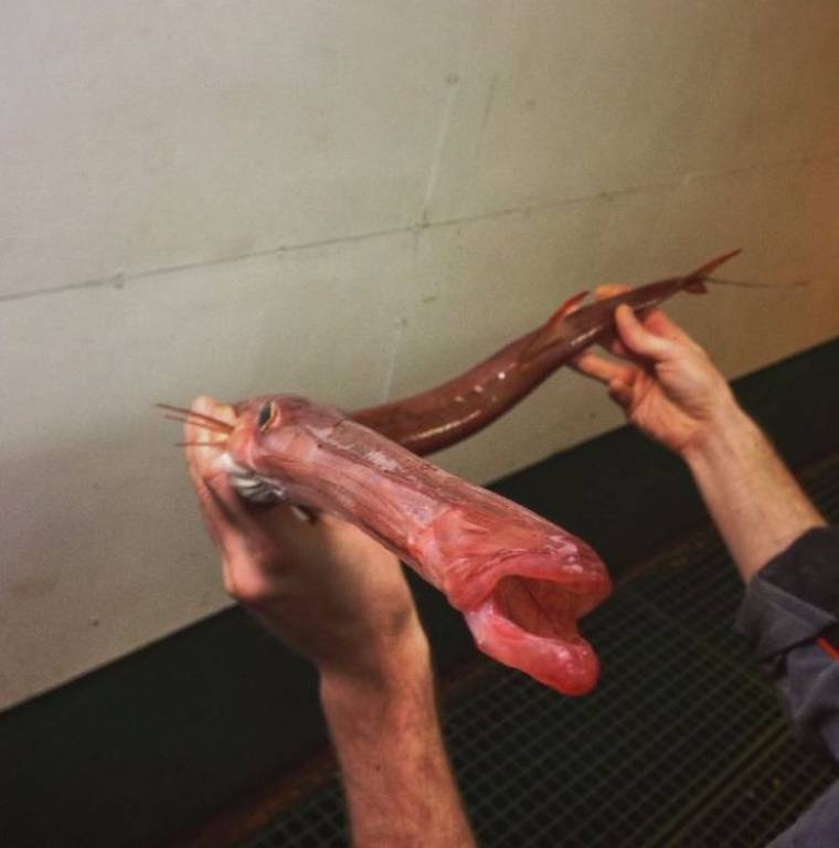 Ανατριχίλα! Ψάρεψε τα πιο τρομακτικά και αλλόκοτα πλάσματα που ζουν στον ωκεανό (photos)