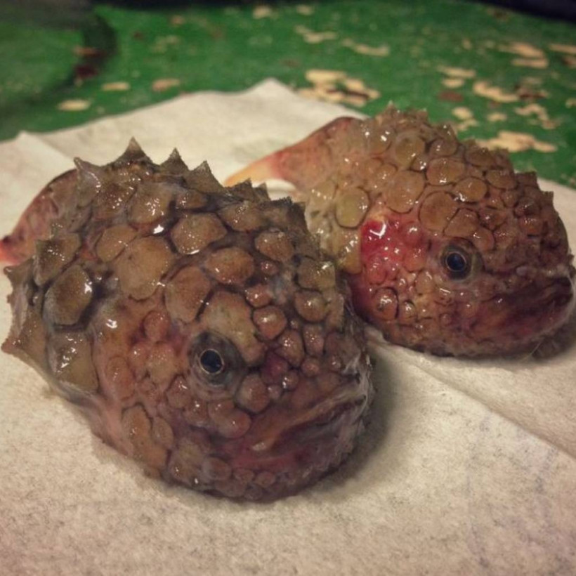 Ανατριχίλα! Ψάρεψε τα πιο τρομακτικά και αλλόκοτα πλάσματα που ζουν στον ωκεανό (photos)