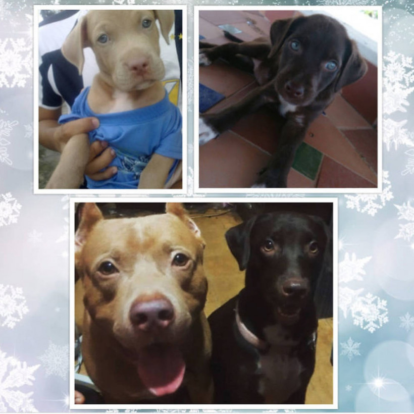 Viral: 45 απίθανες «πριν και μετά» φωτογραφίες κατοικίδιων ζώων που μεγάλωσαν μαζί