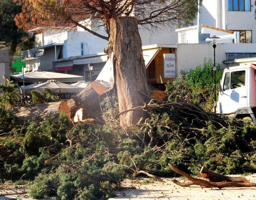 Έκοψαν το ιστορικό κυπαρίσσι στην πλατεία του Άργους