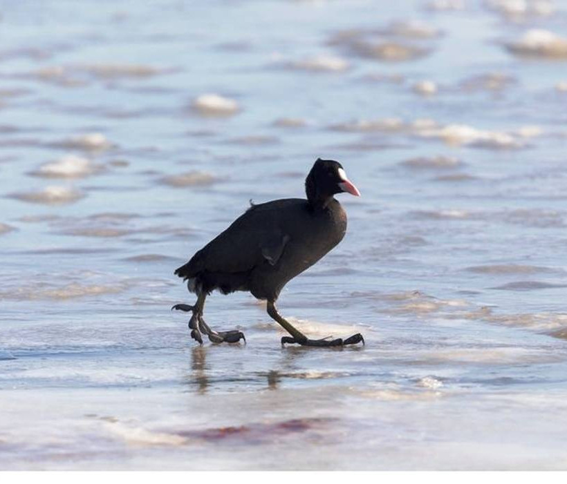 Κακοκαιρία: Μοναδικές εικόνες από την παγωμένη λίμνοθάλασσα του Καλοχωρίου Θεσσαλονίκης