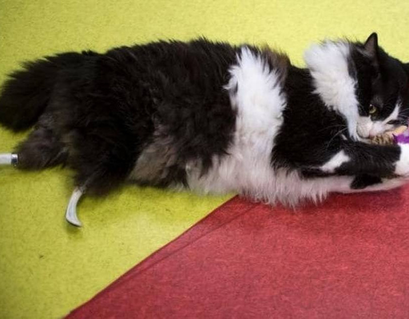 Εντυπωσιακό: «Βιονική» γάτα απέκτησε τεχνητές πατούσες! (pics)