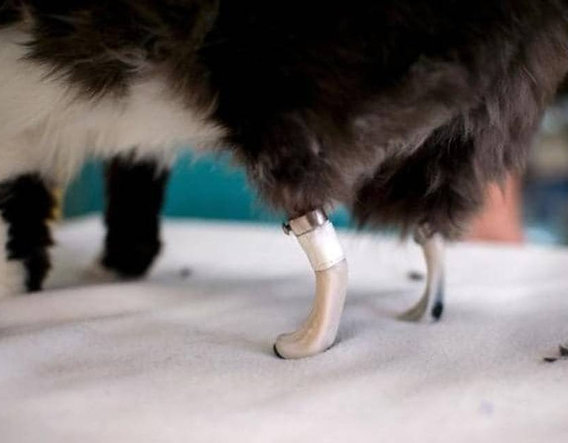 Εντυπωσιακό: «Βιονική» γάτα απέκτησε τεχνητές πατούσες! (pics)