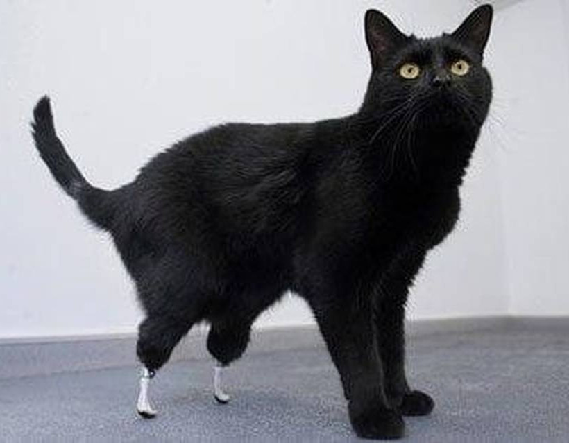 Εντυπωσιακό: «Βιονική» γάτα απέκτησε τεχνητές πατούσες! (pics)