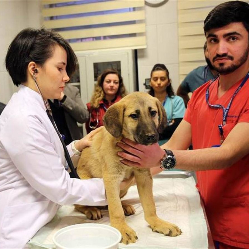 Συγκινεί η διάσωση ενός κουταβιού από πηγάδι στην Κωνσταντινούπολη (pics+vid)