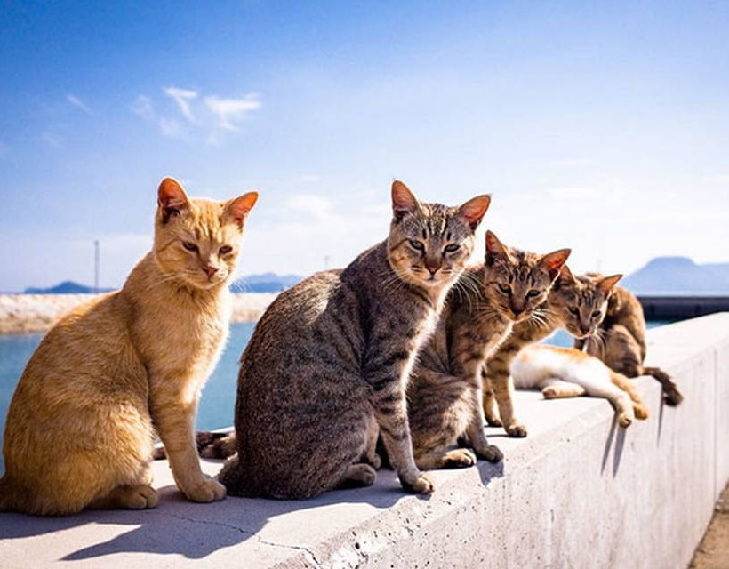 Born to Be Wild: Αυτές είναι οι πιο ροκ φωτογραφίες στο ζωικό βασίλειο