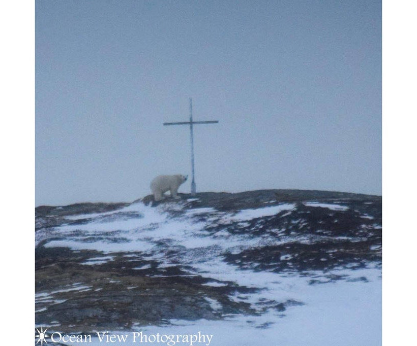Οιωνός; Μυστήριο με πολική αρκούδα που «προσεύχεται» σε σταυρό 