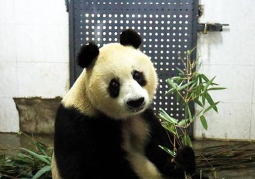 Πέθανε η Σου Σου!