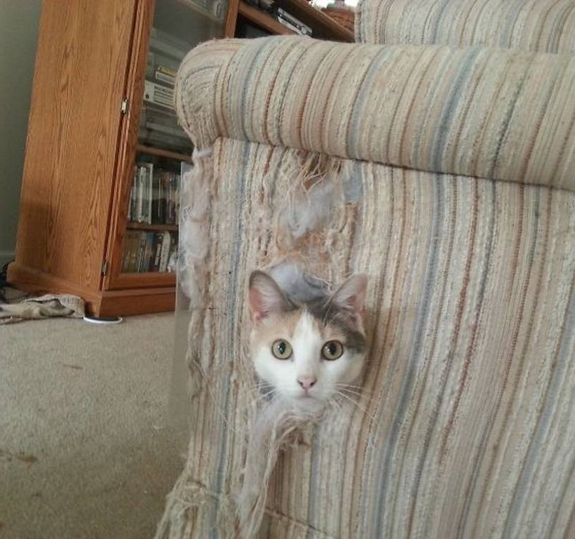 Viral: Όταν οι γάτες φέρονται σαν πλάσματα από άλλο κόσμο (Pics)