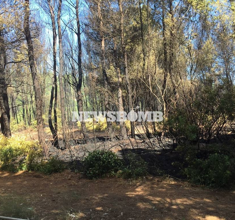 ΦΩΤΙΑ ΤΩΡΑ: Μεγάλη πυρκαγιά μαίνεται στο Κρυονέρι