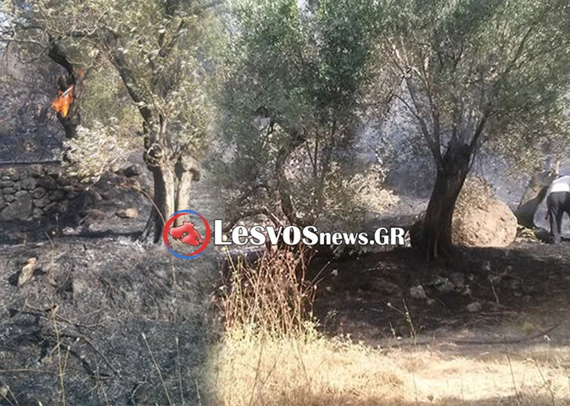 Μυτιλήνη: Μεγάλη πυρκαγιά σε εξέλιξη στην περιοχή της Καράβας