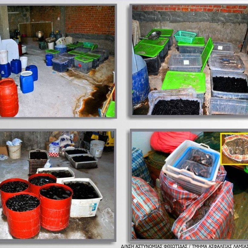 Μαλιακός: Χειροπέδες για παράνομο εμπόριο θαλάσσιων οργανισμών - Κινέζοι κατέστρεφαν τον κόλπο