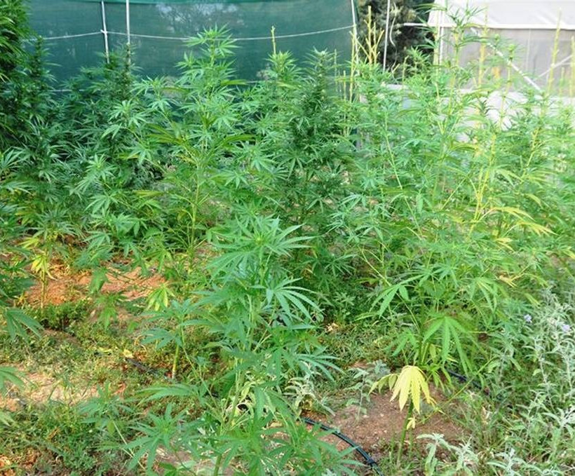 Θεσσαλονίκη: Εντοπίστηκε εργαστήριο υδροπονικής κάνναβης στους Ταγαράδες (pics)