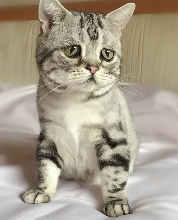 Αυτή είναι η πιο θλιμμένη γάτα που έχετε δει… και θα την αγαπήσετε (pics)