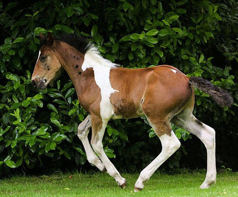 Αυτό είναι το πιο περίεργο άλογο του κόσμου! Αυτό που έχει στη πλάτη του θα σας σοκάρει (pics+vid)