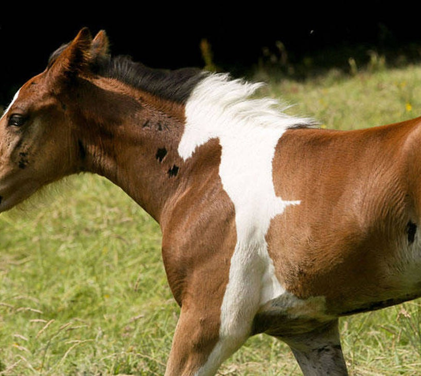Αυτό είναι το πιο περίεργο άλογο του κόσμου! Αυτό που έχει στη πλάτη του θα σας σοκάρει (pics+vid)