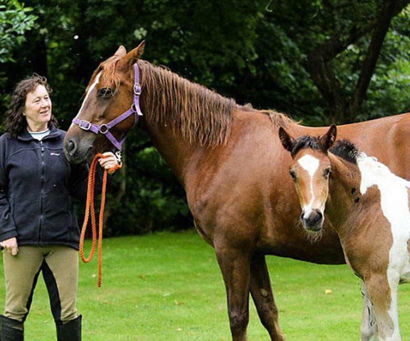 Αυτό είναι το πιο περίεργο άλογο του κόσμου! Αυτό που έχει στη πλάτη του θα σας σοκάρει (pics+vid)