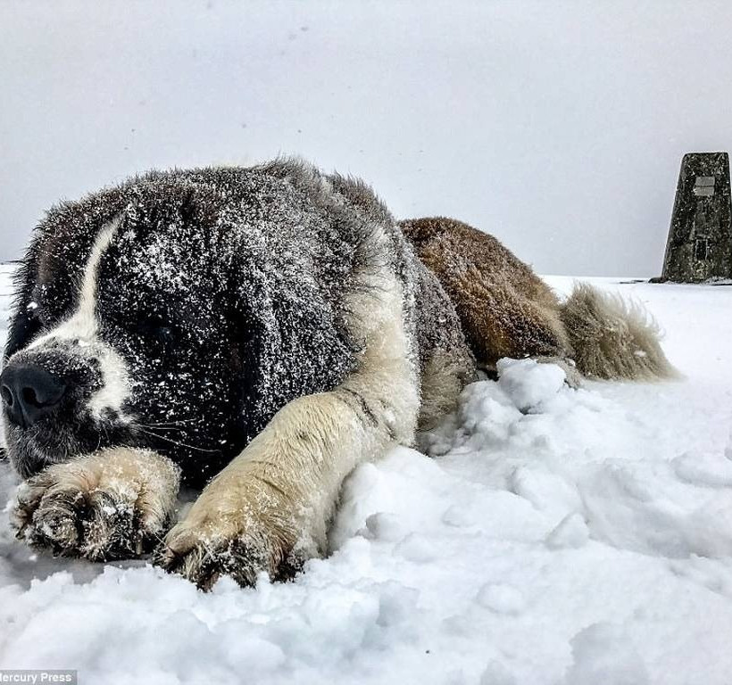 Οικογένεια γυρίζει τον κόσμο με την πιο απρόσμενη παρέα (photos)