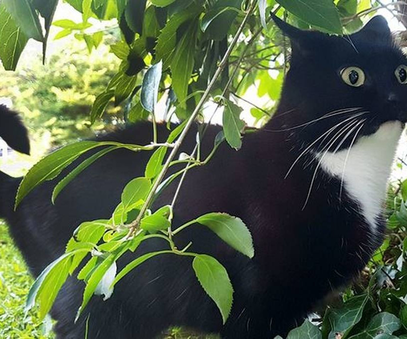 Την λένε Ζέλντα, είναι γάτα και έχει το πιο τρομαγμένο βλέμμα που έχετε δει