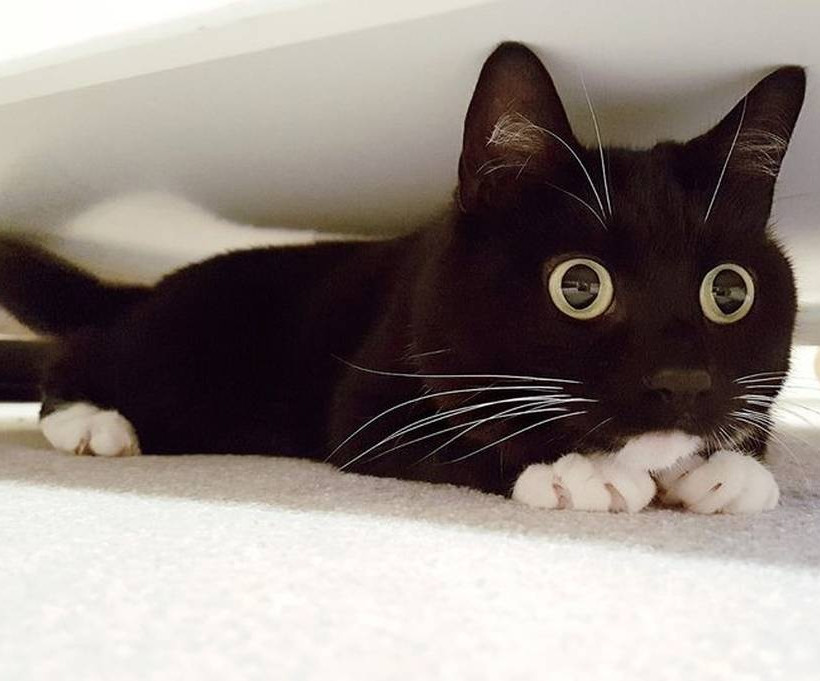 Την λένε Ζέλντα, είναι γάτα και έχει το πιο τρομαγμένο βλέμμα που έχετε δει