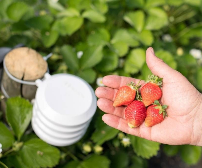 Η Bosch επενδύει στην «έξυπνη» γεωργία