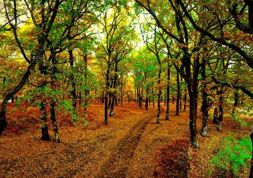 Συγκλονιστικές εικόνες από το δρυοδάσος της Φολόης – Ένας μέρος που πρέπει να γνωρίσετε από κοντά