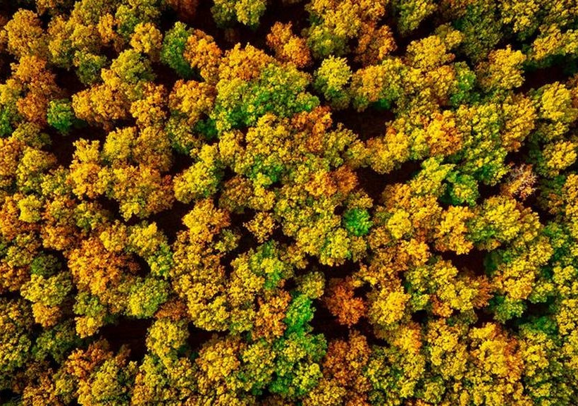 Συγκλονιστικές εικόνες από το δρυοδάσος της Φολόης – Ένας μέρος που πρέπει να γνωρίσετε από κοντά