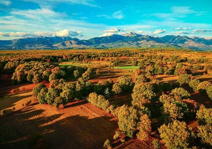 Συγκλονιστικές εικόνες από το δρυοδάσος της Φολόης – Ένας μέρος που πρέπει να γνωρίσετε από κοντά