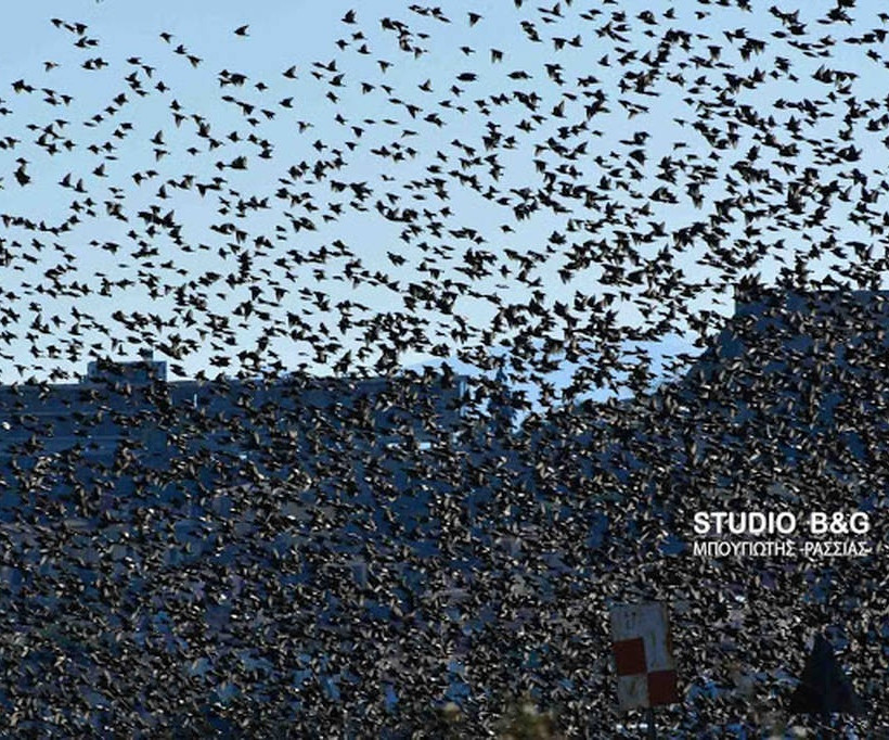 Ναύπλιο: Απίστευτο «σόου» έστησαν εκατοντάδες πουλιά - Μαγικές εικόνες