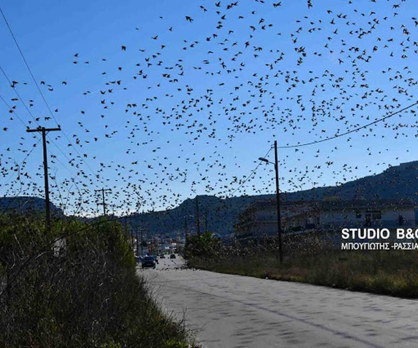 Ναύπλιο: Απίστευτο «σόου» έστησαν εκατοντάδες πουλιά - Μαγικές εικόνες