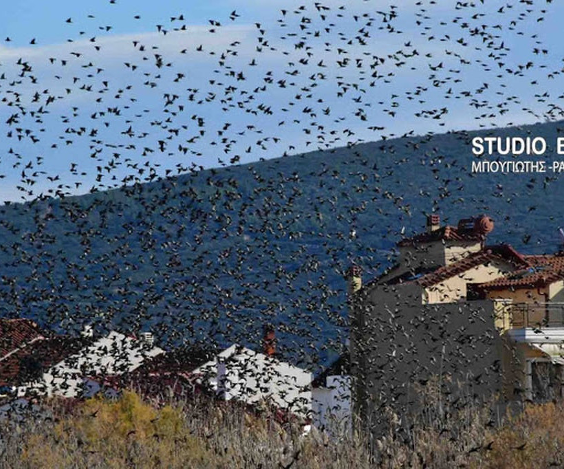Ναύπλιο: Απίστευτο «σόου» έστησαν εκατοντάδες πουλιά - Μαγικές εικόνες