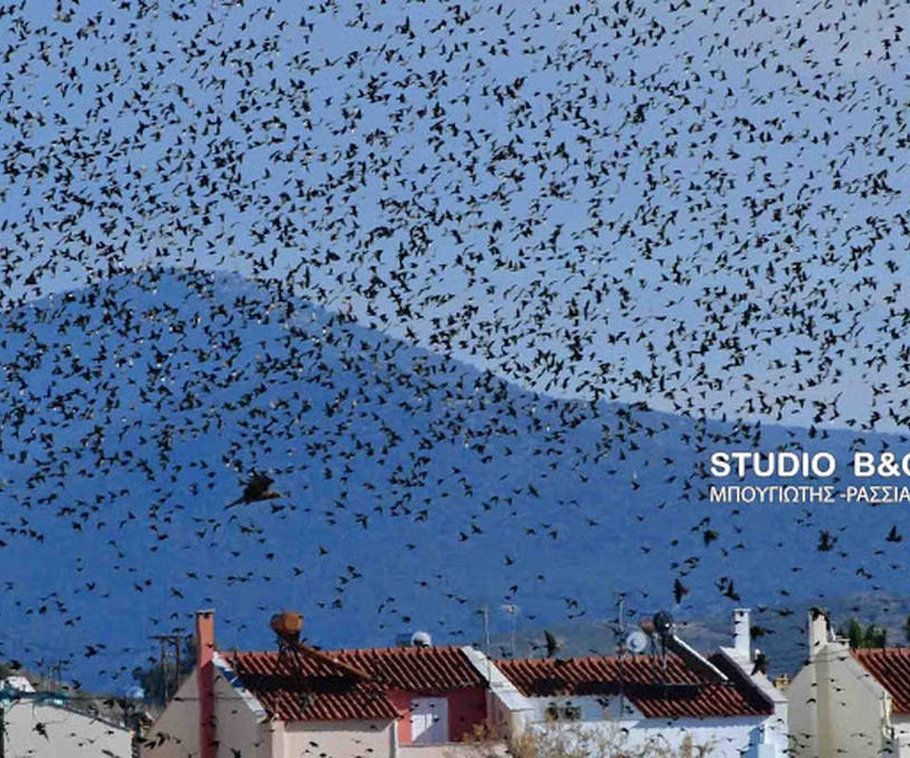Ναύπλιο: Απίστευτο «σόου» έστησαν εκατοντάδες πουλιά - Μαγικές εικόνες