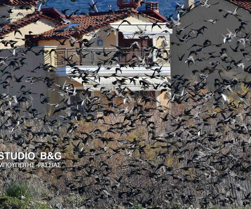 Ναύπλιο: Απίστευτο «σόου» έστησαν εκατοντάδες πουλιά - Μαγικές εικόνες