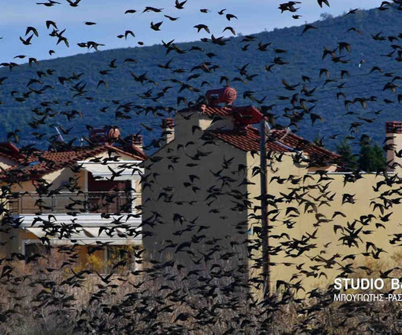 Ναύπλιο: Απίστευτο «σόου» έστησαν εκατοντάδες πουλιά - Μαγικές εικόνες