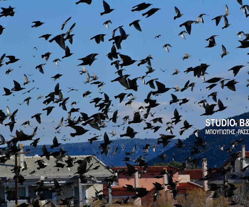 Ναύπλιο: Απίστευτο «σόου» έστησαν εκατοντάδες πουλιά - Μαγικές εικόνες