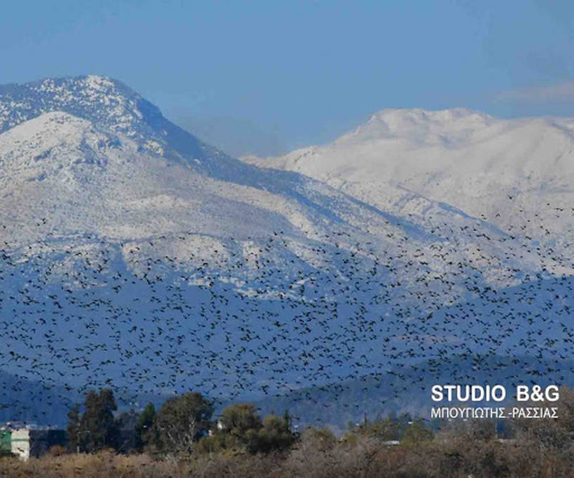 Ναύπλιο: Απίστευτο «σόου» έστησαν εκατοντάδες πουλιά - Μαγικές εικόνες