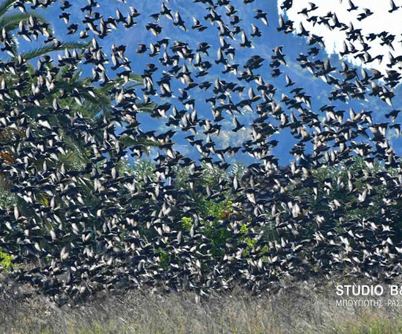 Ναύπλιο: Απίστευτο «σόου» έστησαν εκατοντάδες πουλιά - Μαγικές εικόνες