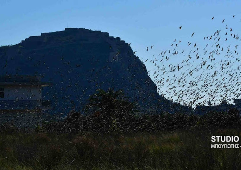 Ναύπλιο: Απίστευτο «σόου» έστησαν εκατοντάδες πουλιά - Μαγικές εικόνες