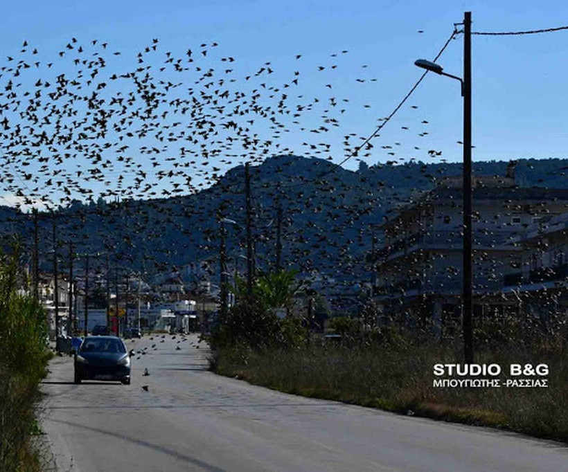 Ναύπλιο: Απίστευτο «σόου» έστησαν εκατοντάδες πουλιά - Μαγικές εικόνες