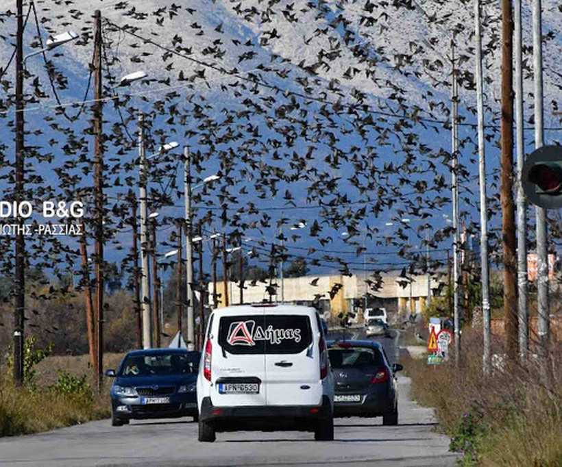 Ναύπλιο: Απίστευτο «σόου» έστησαν εκατοντάδες πουλιά - Μαγικές εικόνες