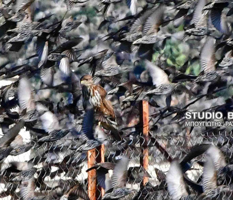 Ναύπλιο: Απίστευτο «σόου» έστησαν εκατοντάδες πουλιά - Μαγικές εικόνες