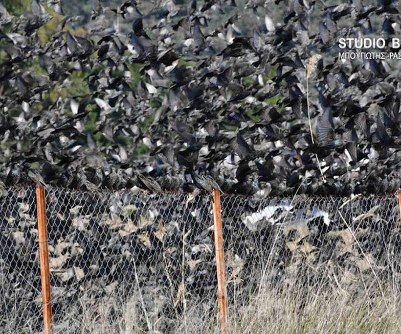 Ναύπλιο: Απίστευτο «σόου» έστησαν εκατοντάδες πουλιά - Μαγικές εικόνες