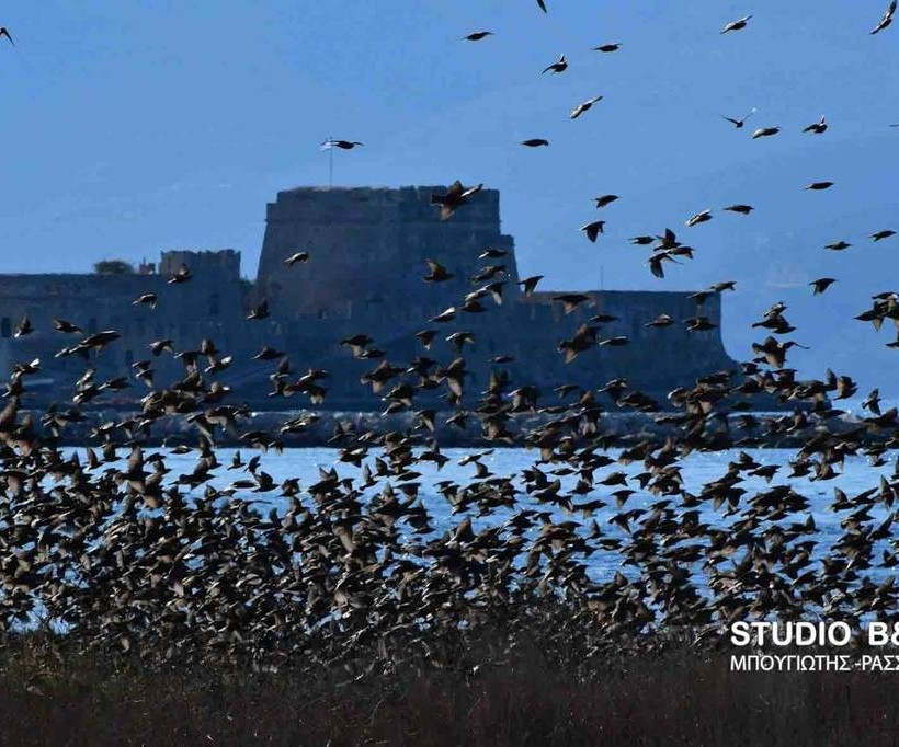 Ναύπλιο: Απίστευτο «σόου» έστησαν εκατοντάδες πουλιά - Μαγικές εικόνες