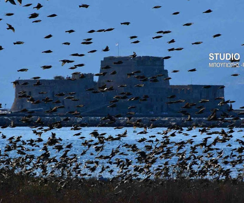 Ναύπλιο: Απίστευτο «σόου» έστησαν εκατοντάδες πουλιά - Μαγικές εικόνες