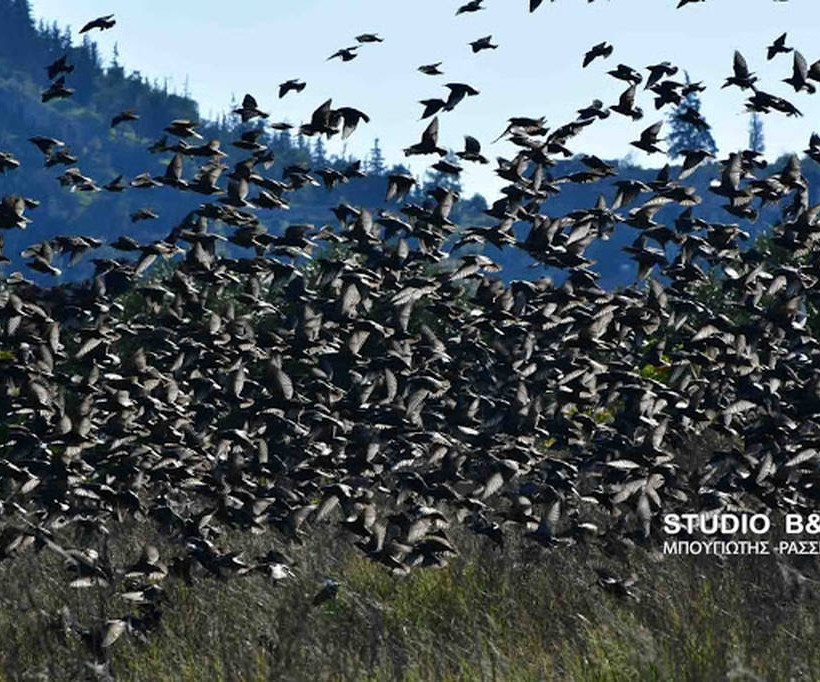 Ναύπλιο: Απίστευτο «σόου» έστησαν εκατοντάδες πουλιά - Μαγικές εικόνες