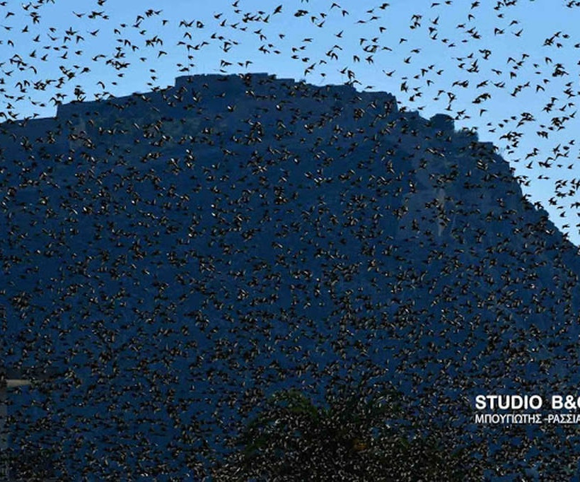 Ναύπλιο: Απίστευτο «σόου» έστησαν εκατοντάδες πουλιά - Μαγικές εικόνες