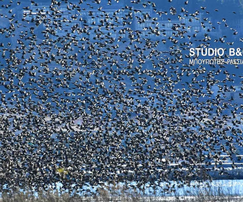 Ναύπλιο: Απίστευτο «σόου» έστησαν εκατοντάδες πουλιά - Μαγικές εικόνες