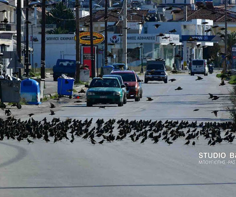 Ναύπλιο: Απίστευτο «σόου» έστησαν εκατοντάδες πουλιά - Μαγικές εικόνες